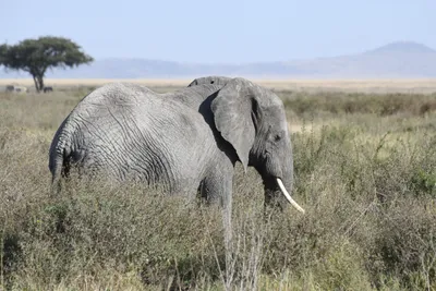 DSC_3842 (Large).JPG